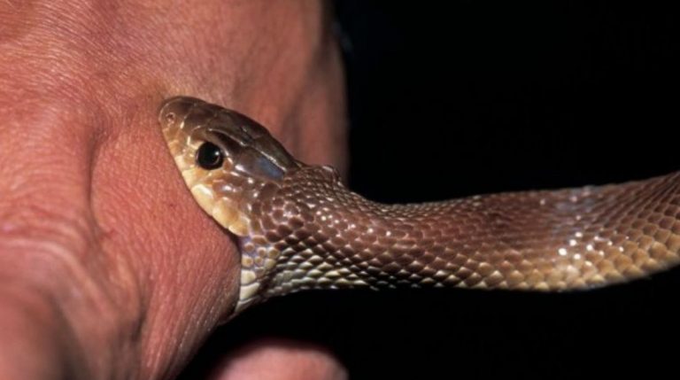 تفسير حلم لدغة الافعى