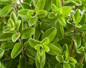 ما هي فوائد البردقوش؟