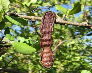 ما هي فوائد الخروب للشعر؟