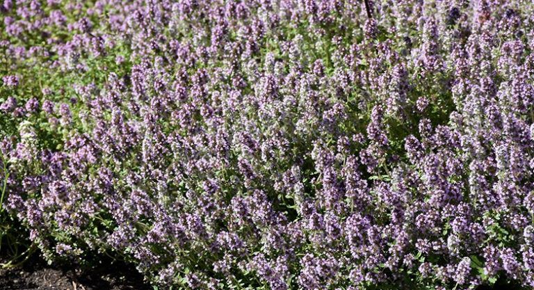 معلومات عامة عن فوائد الزعتر