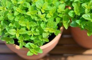 معلومات عن فوائد البردقوش