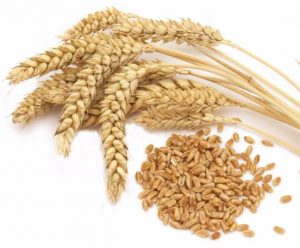 معلومات قيمة عن جنين القمح للتخسيس