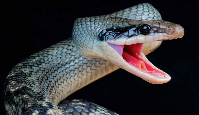 تفسير حلم الحية في المنام