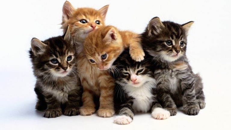 حلم القطط الصغيرة