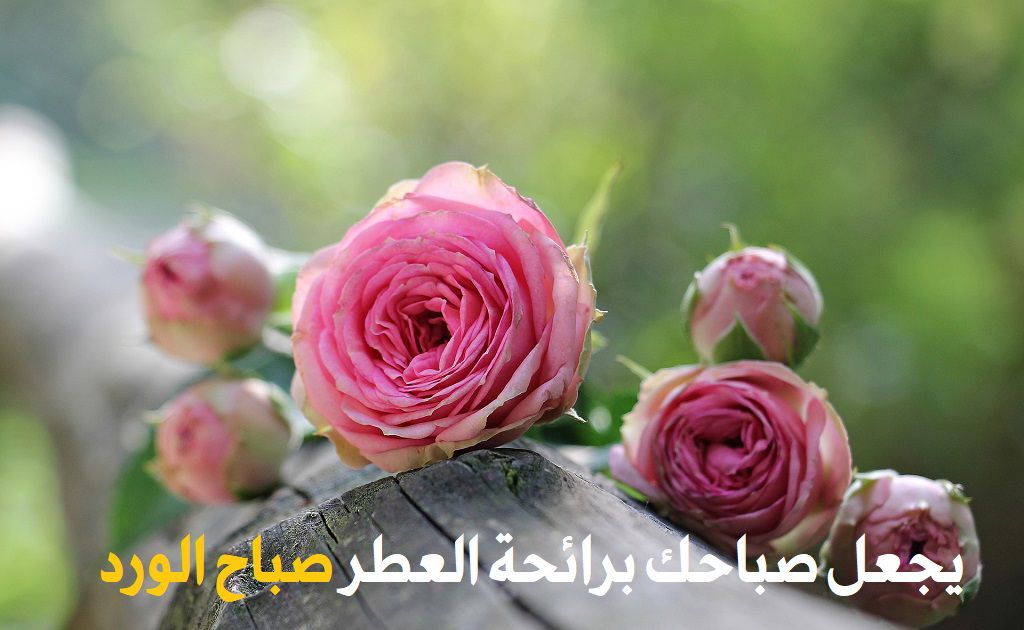  صباحك برائحة الورد - موقع مصري